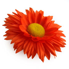 Daisy Daisy