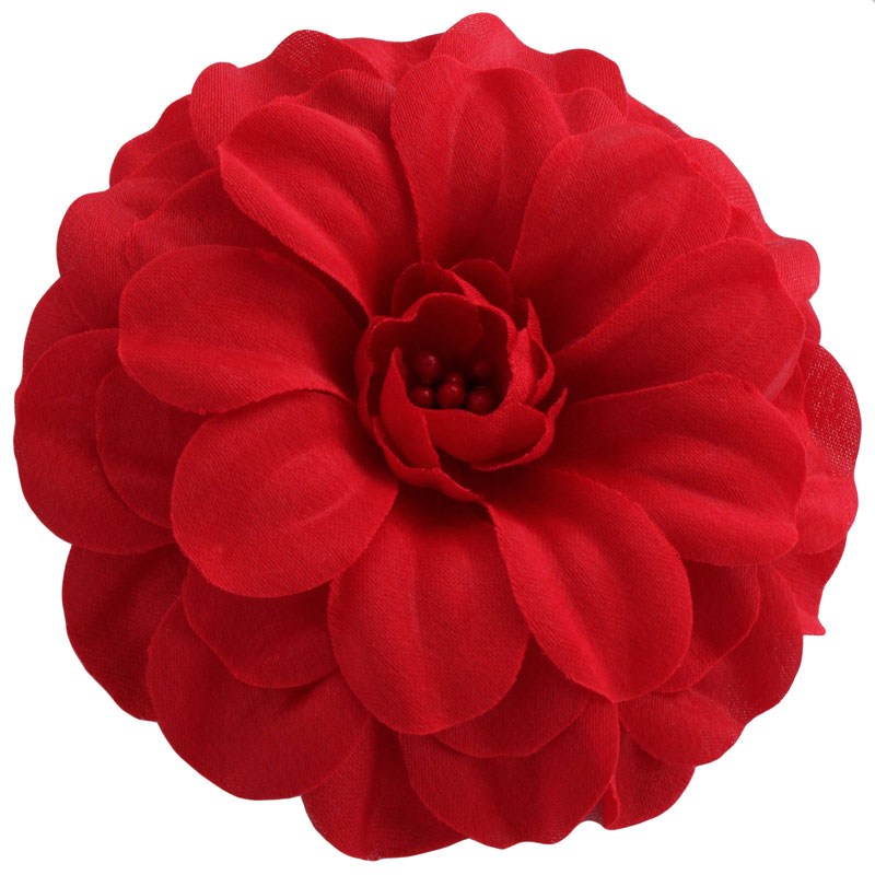 Zinnia Zinnia